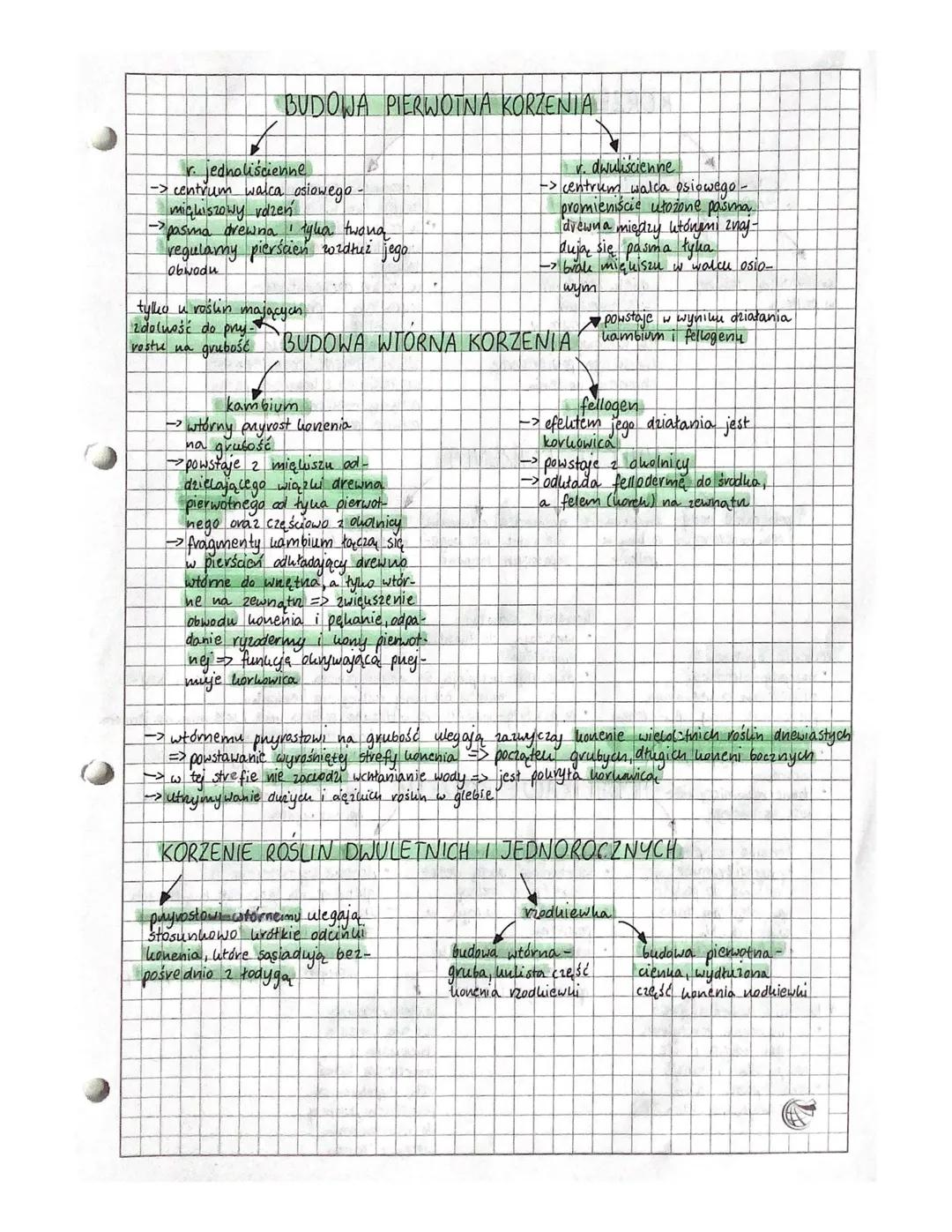 # KORZEŃ
- pobieranie z gleby
- wody z solami min.
- główne funkcje
- utrzymywanie rośliny
- w podłożu
- organ wegetatywny
- podziemna częś