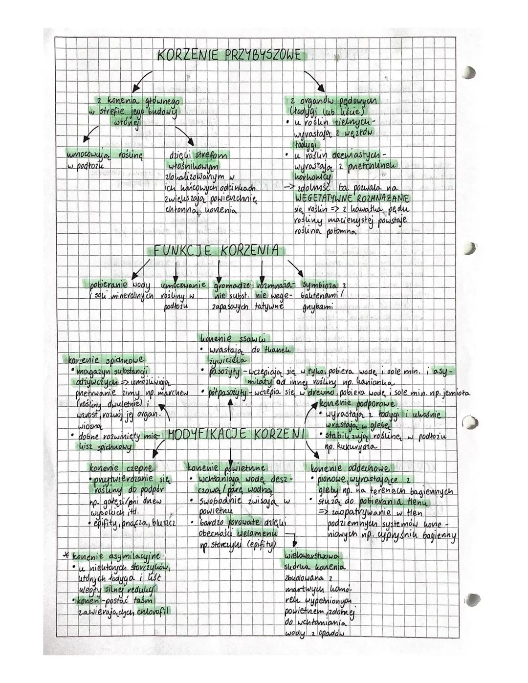 # KORZEŃ
- pobieranie z gleby
- wody z solami min.
- główne funkcje
- utrzymywanie rośliny
- w podłożu
- organ wegetatywny
- podziemna częś