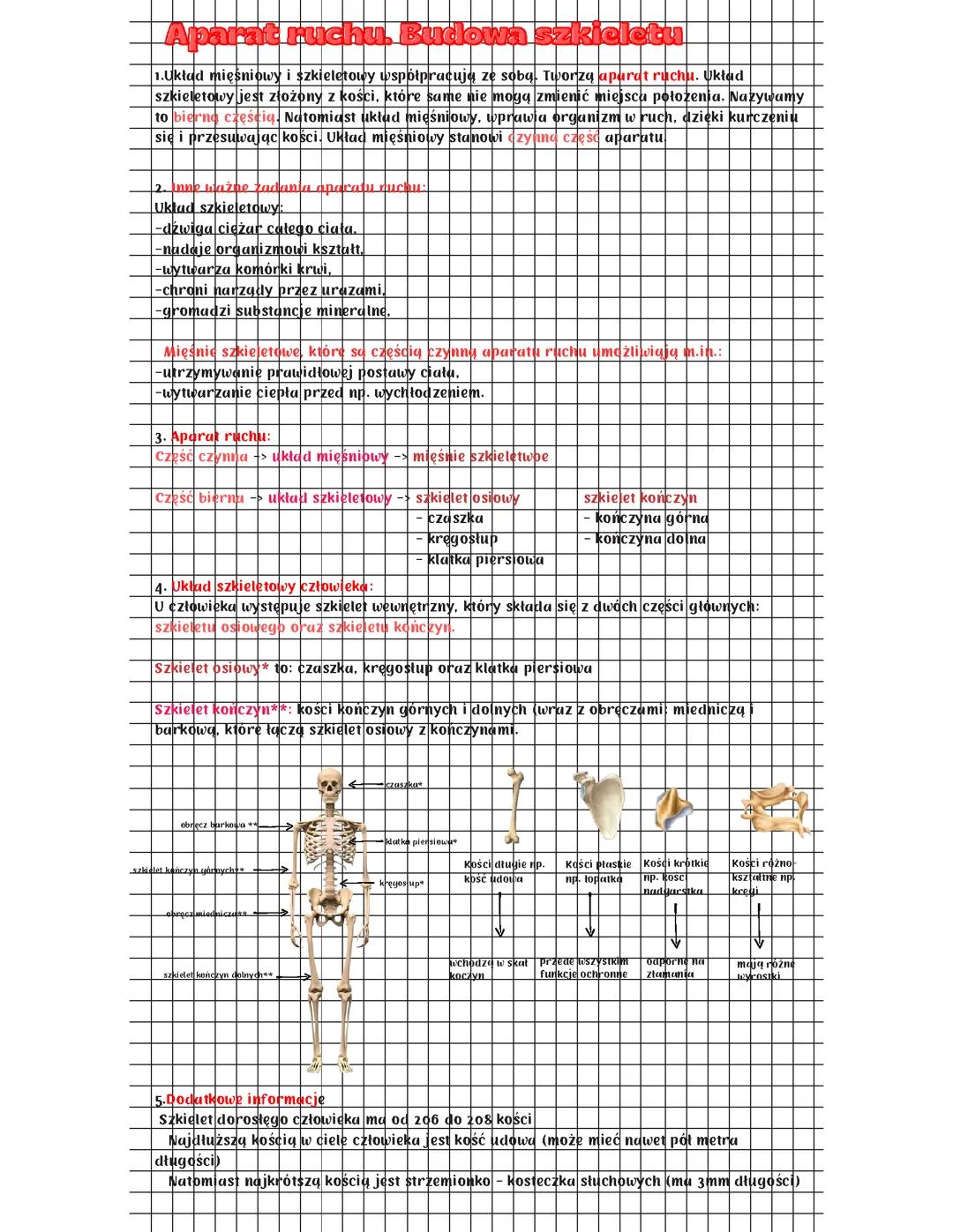 Aparat ruchu. Budowa szkieletu.