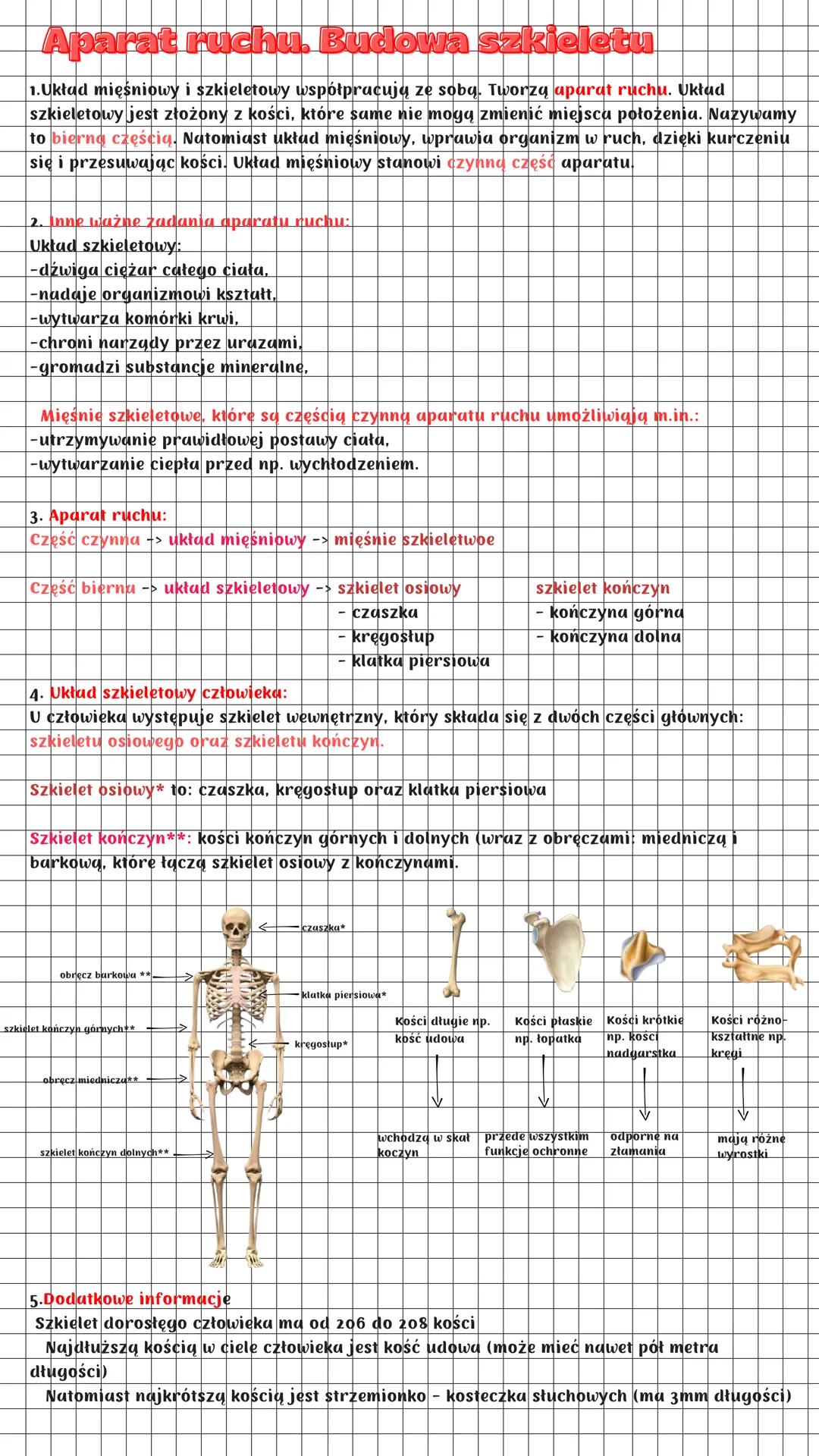 Aparat ruchu. Budowa szkieletu
1.Układ mięśniowy i szkieletowy współpracują ze sobą. Tworzą aparat ruchu. Układ
szkieletowy jest złożony z k