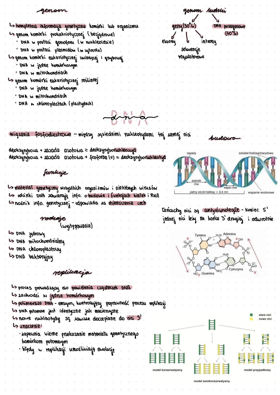 gen
L> podstawowa jednostka dziedziczenia
L> pojedynczy gen to fragment DNA który zawiera informację
dotyczącą budowy bialka lub cząsteczki