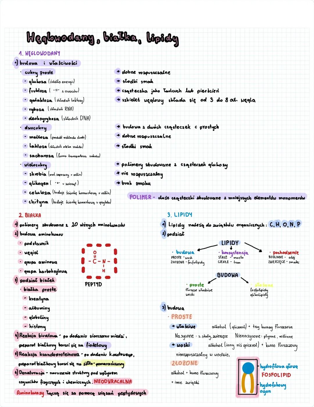 Węglowodany, białka, lipidy