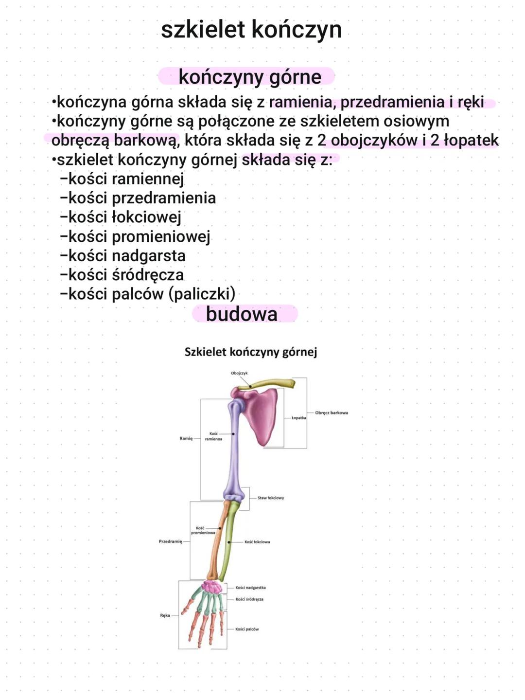 szkielet kończyn
kończyny górne
•kończyna górna składa się z ramienia, przedramienia i ręki
•kończyny górne są połączone ze szkieletem osiow