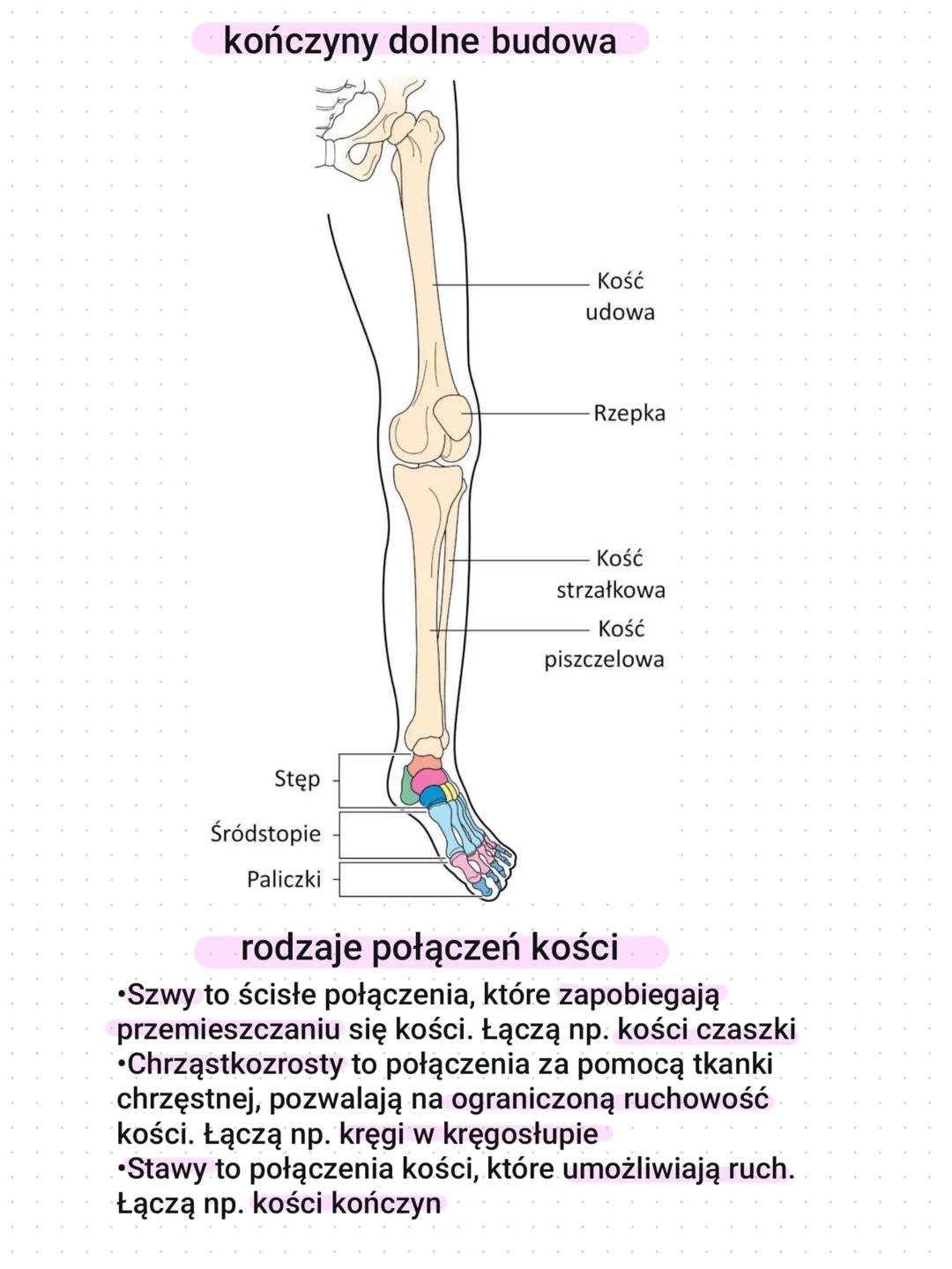 szkielet kończyn
kończyny górne
•kończyna górna składa się z ramienia, przedramienia i ręki
•kończyny górne są połączone ze szkieletem osiow