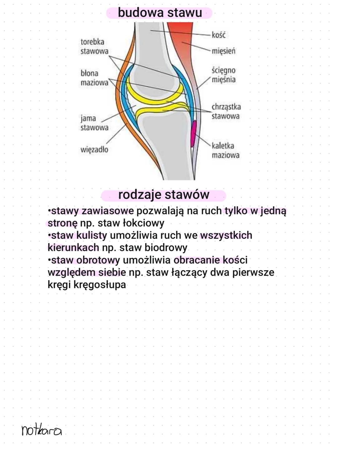 szkielet kończyn
kończyny górne
•kończyna górna składa się z ramienia, przedramienia i ręki
•kończyny górne są połączone ze szkieletem osiow