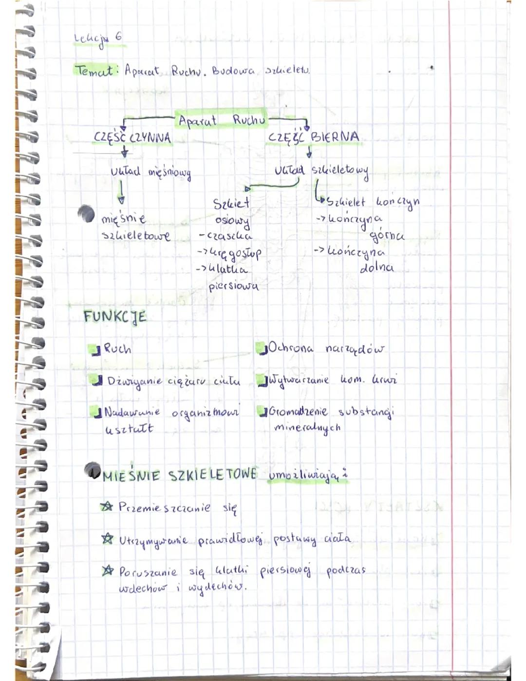 Aparat ruchu. Budowa szkieletu