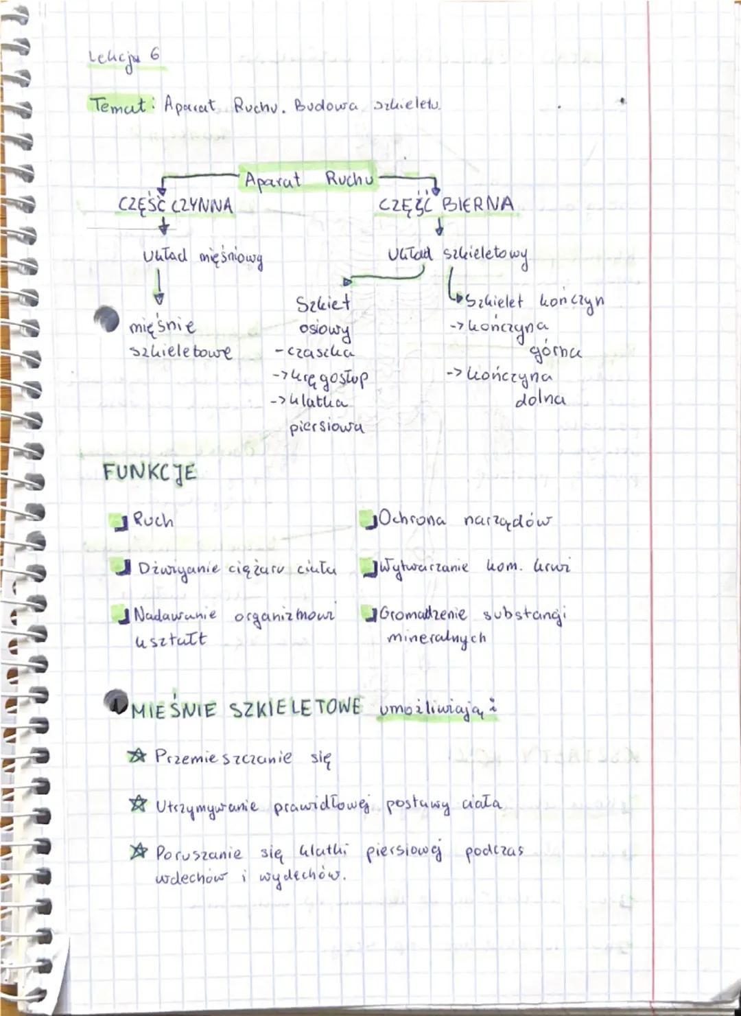 Lekaju 6
Temat: Aparat Ruchu. Budowa Schielets.
Aparat Ruchu
CZĘŚĆ CZYNNA
CZĘŚC BIERNA
+
Untad mięśniowy
Untad szkieletowy
Szkiet
Szkielet k