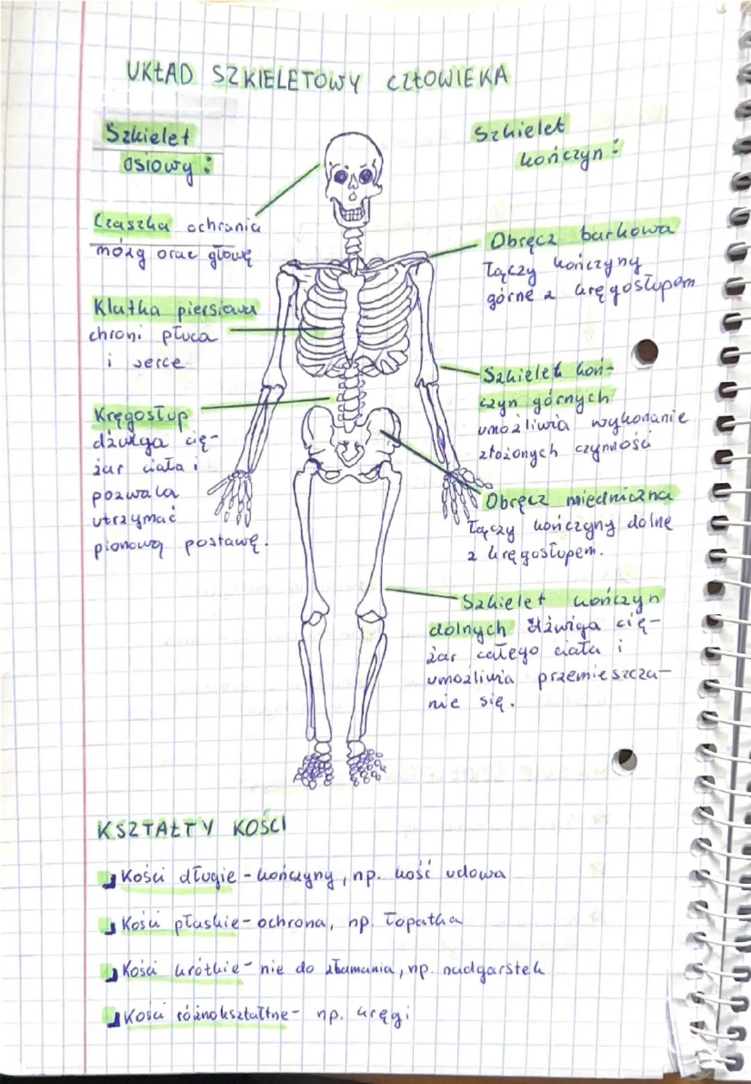 Lekaju 6
Temat: Aparat Ruchu. Budowa Schielets.
Aparat Ruchu
CZĘŚĆ CZYNNA
CZĘŚC BIERNA
+
Untad mięśniowy
Untad szkieletowy
Szkiet
Szkielet k