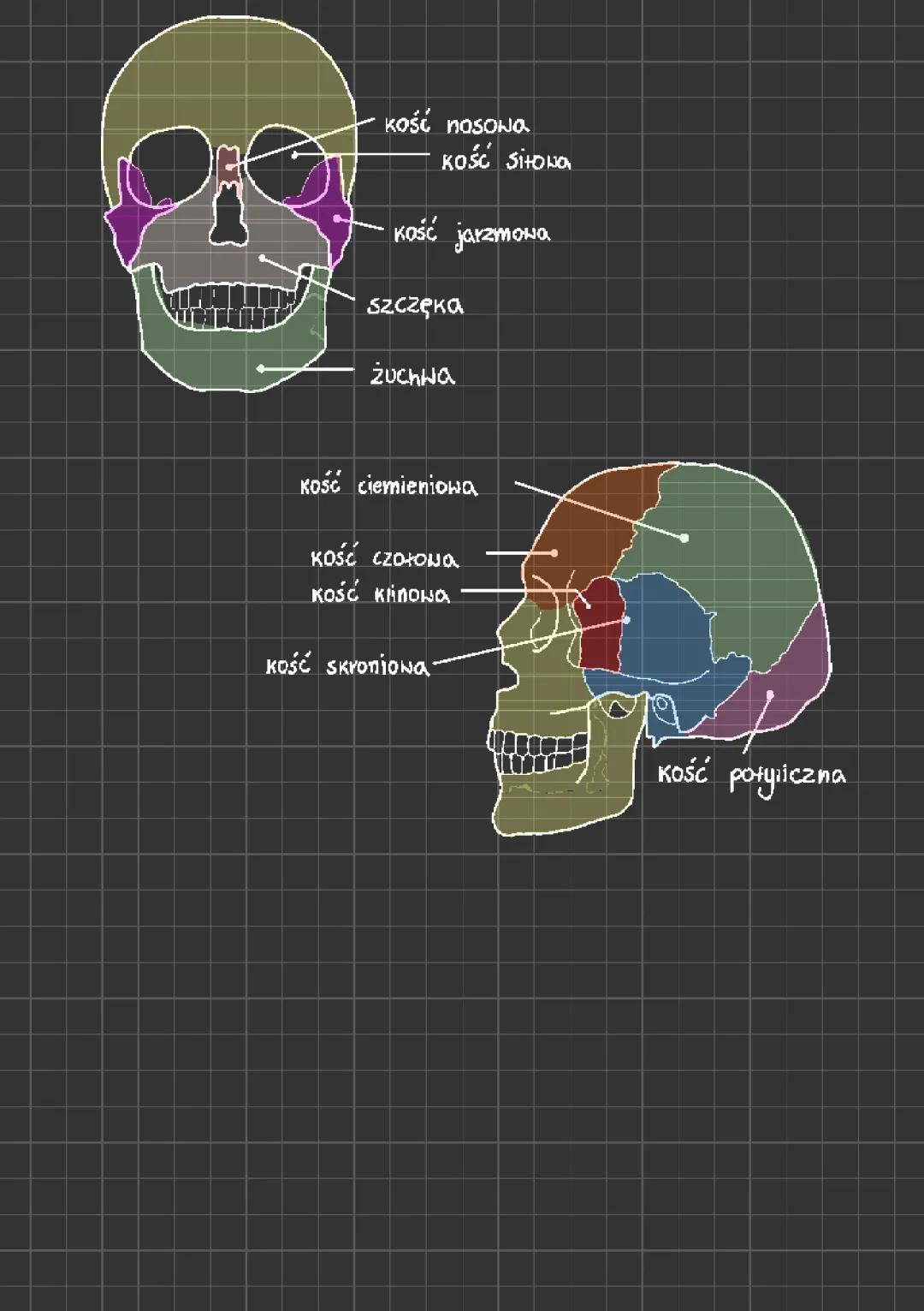 Budowa szkieletu człowieka