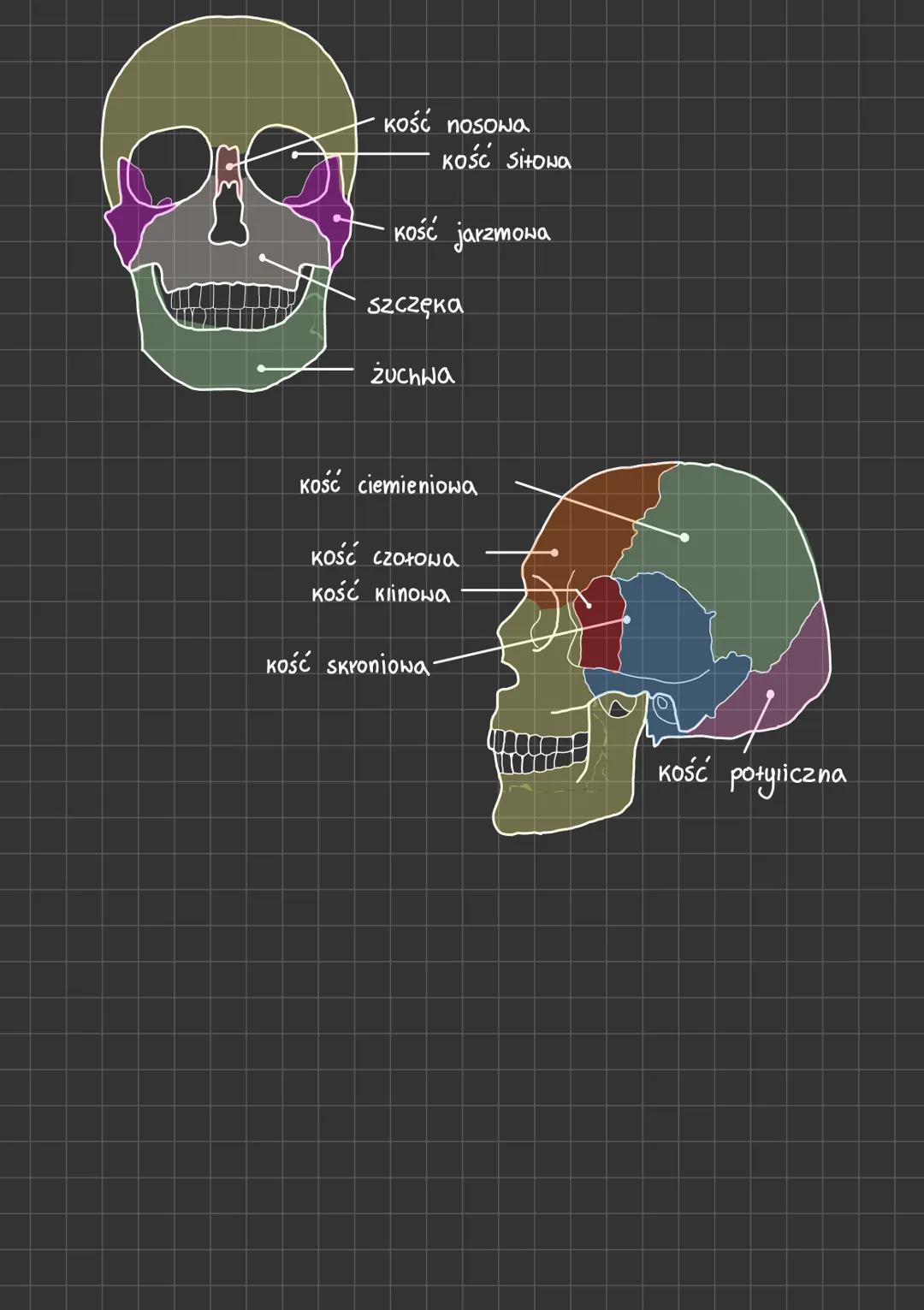 овојсчук
Kość ramieniowa
Kość promieniowa
kos kokciowa
"
Kość nadgarstka
paliczki
Kość udowa
czaszka
łopatka
mostek
zebra
rzepka
Kręgi kręgo