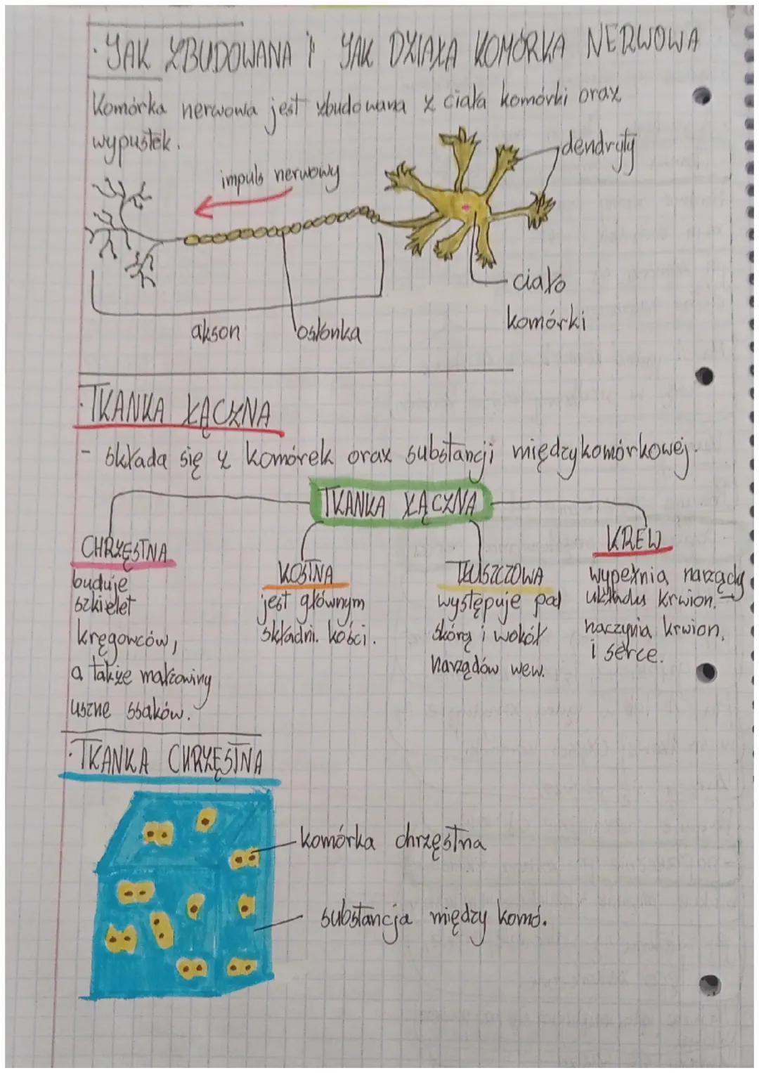 Suriat Luierzat.
BIOLOGIA
DZIAX A
WSPÓLNE CECHY ZWIERZĄT
-59 organizmami wielokomórkowymi
-ich komórki
rybobomy
mają jądro komórkowe i nie z