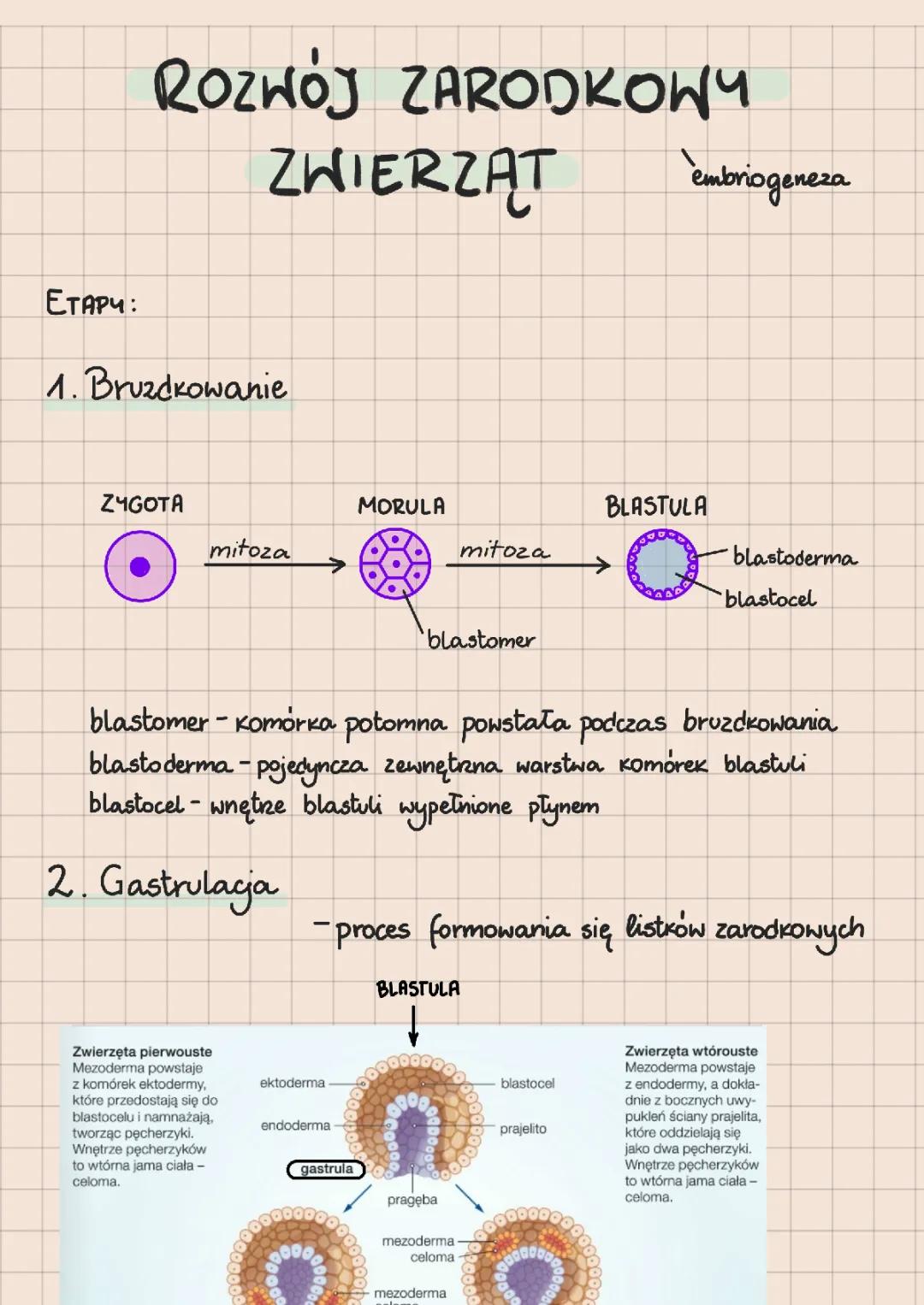 Etapy Rozwoju Zarodkowego u Zwierząt
