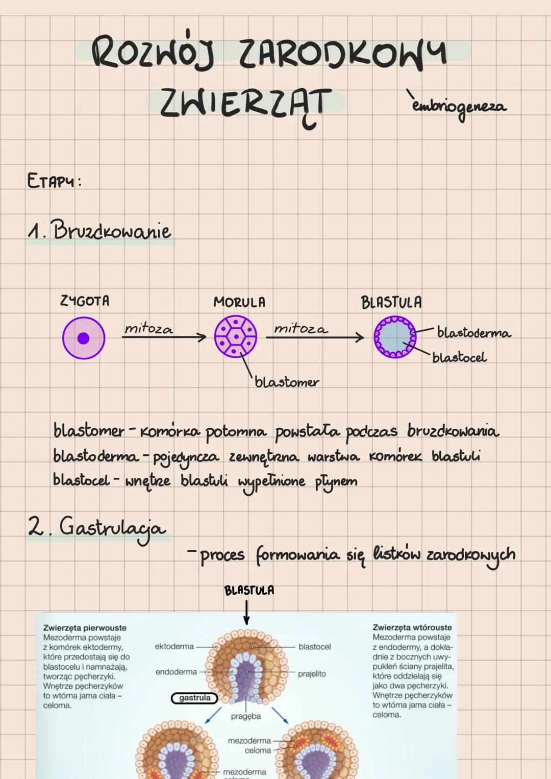 Етарч:
ROZWÓJ ZARODKOWY
1. Bruzdkowanie
ZYGOTA
ZWIERZĄT
mitoza
Zwierzęta pierwouste
Mezoderma powstaje
z komórek ektodermy,
óre przedostają