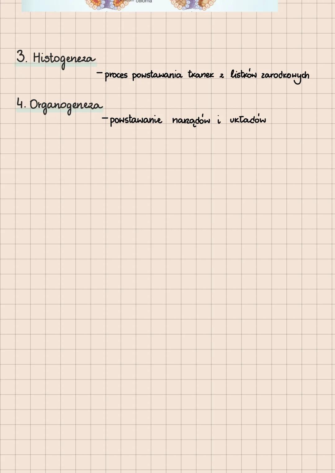 Етарч:
ROZWÓJ ZARODKOWY
1. Bruzdkowanie
ZYGOTA
ZWIERZĄT
mitoza
Zwierzęta pierwouste
Mezoderma powstaje
z komórek ektodermy,
óre przedostają