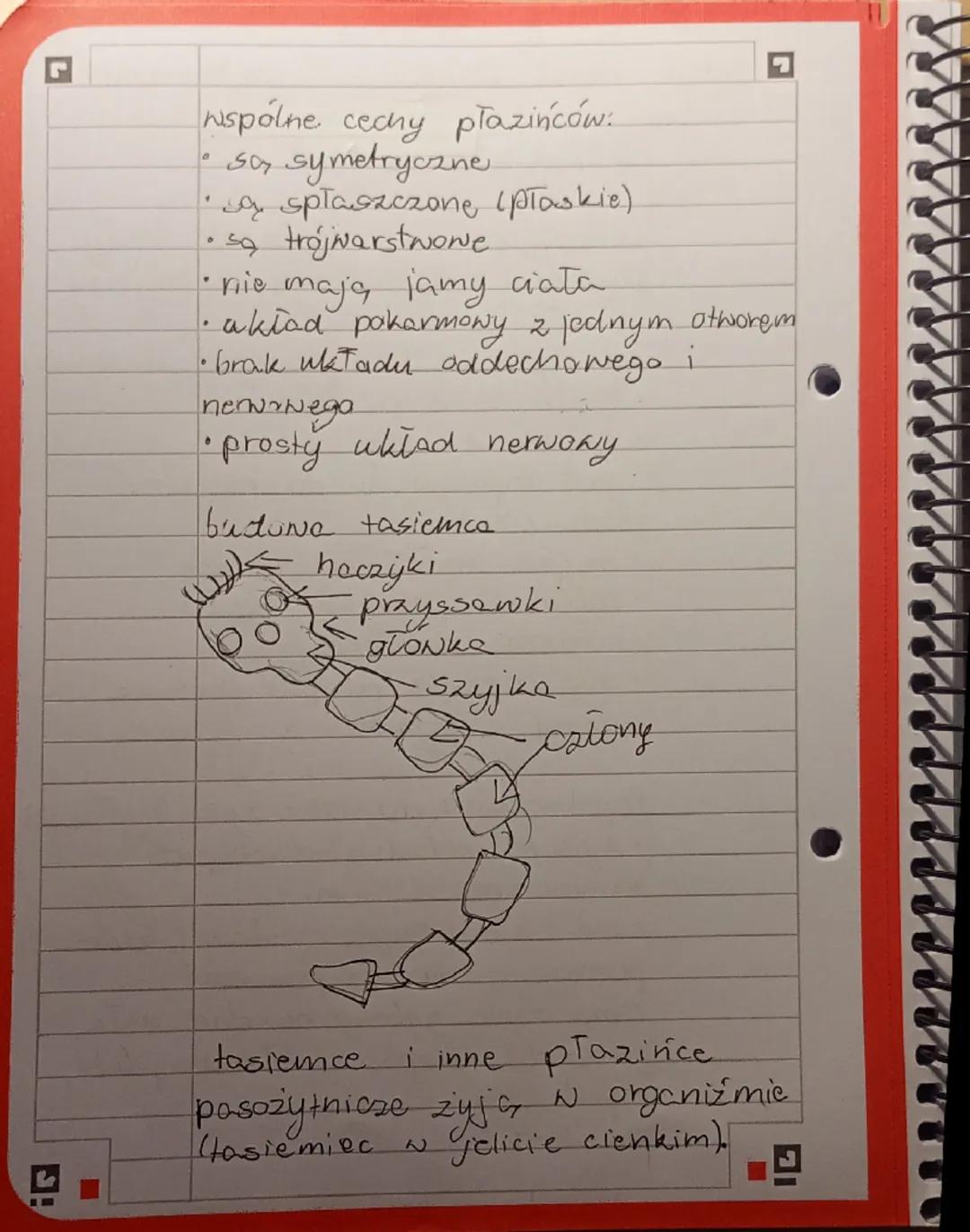 biologia dział drugi
Plazince
23.11.2025.
Wolnoziyjące - np. wypławek biały
pasożyty - np. tasiemiec uzbrojony
Przystosowanie do trybu ż