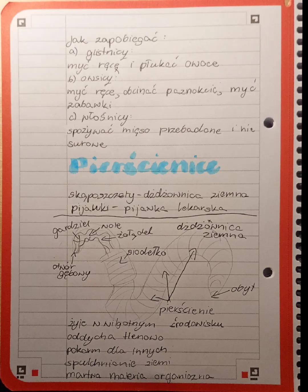 biologia dział drugi
Plazince
23.11.2025.
Wolnoziyjące - np. wypławek biały
pasożyty - np. tasiemiec uzbrojony
Przystosowanie do trybu ż
