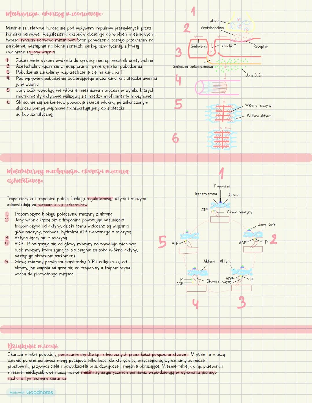 # budowa i funkcjonowanie
akładu miesniowego
Cechy miesni
- Pobudliwość zdolność reagowania na bodźce dopływające z zewnątrz
lub wewnątrz
-