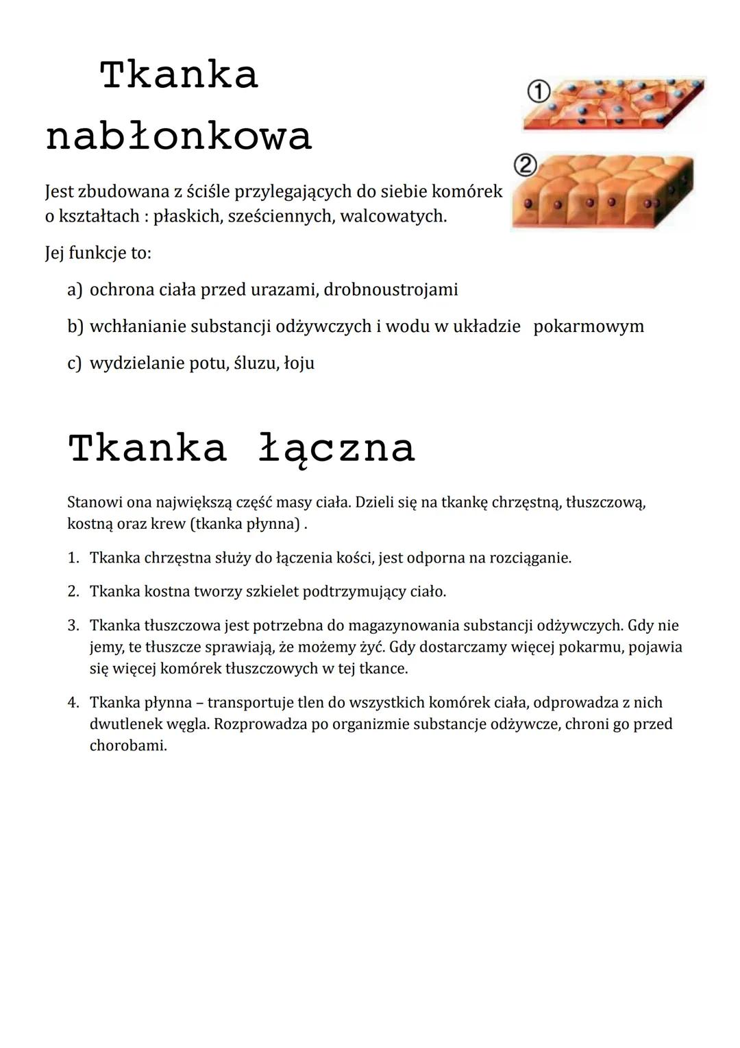 Tkanki i hierarchiczna budowa organizmów
By organizm mógł pracować prawidłowo, komórki łączą się w tkanki. W
budowie człowieka można wyróżni
