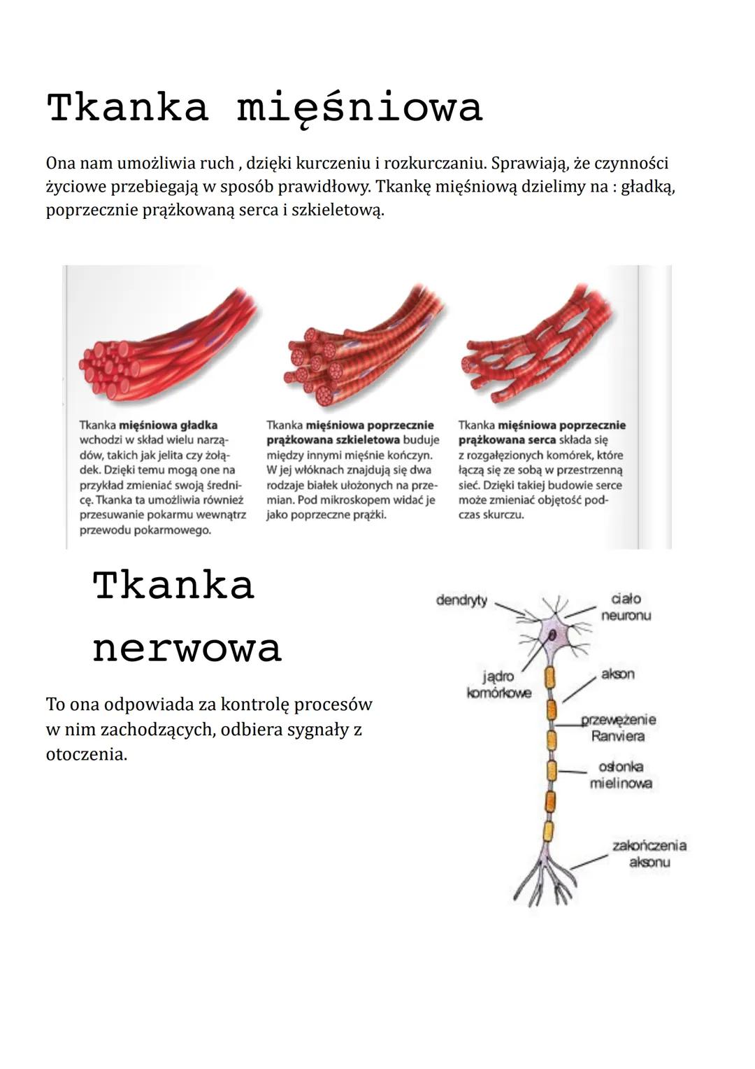 Tkanki i hierarchiczna budowa organizmów
By organizm mógł pracować prawidłowo, komórki łączą się w tkanki. W
budowie człowieka można wyróżni