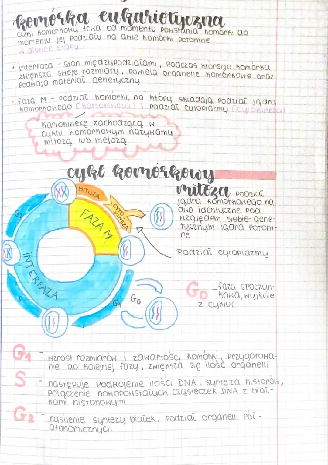 # komórka cukariotyczna
сукі которкону тена od momentu powstania komórki ao
momentu jel Podziaiu na anie komórki potomne
2 growne etapy.
*