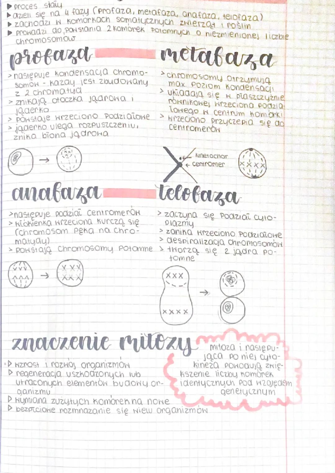# komórka cukariotyczna
сукі которкону тена od momentu powstania komórki ao
momentu jel Podziaiu na anie komórki potomne
2 growne etapy.
*