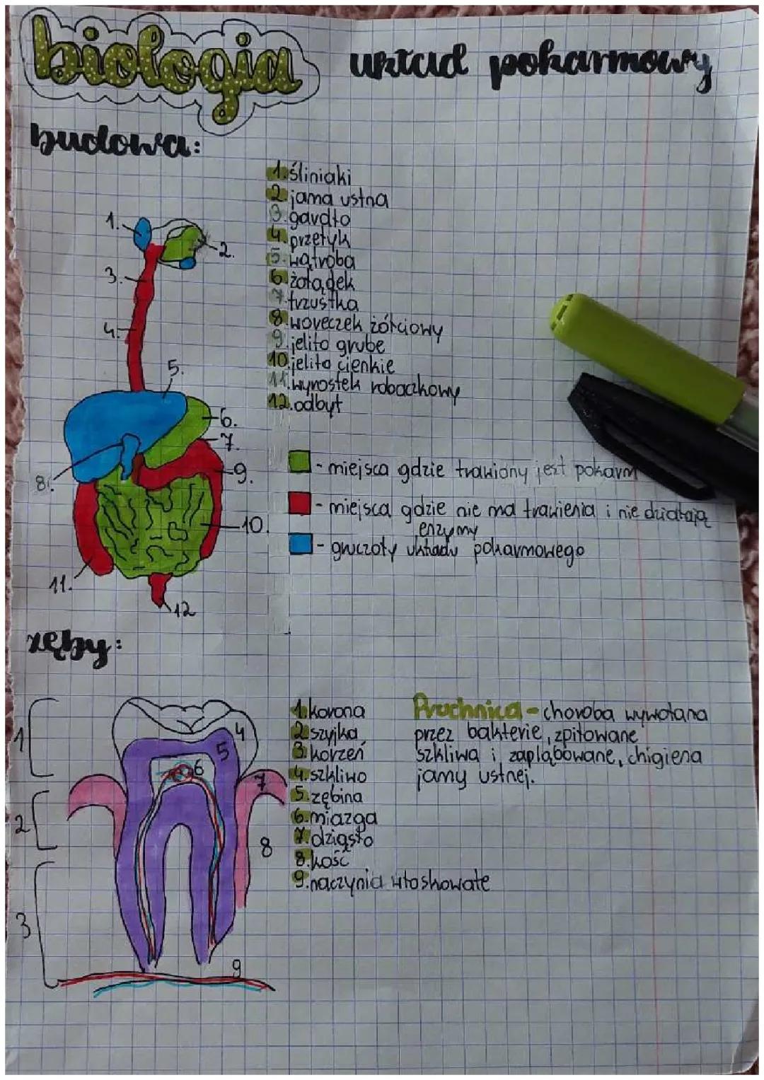 Fascynujący Układ Pokarmowy 🌿