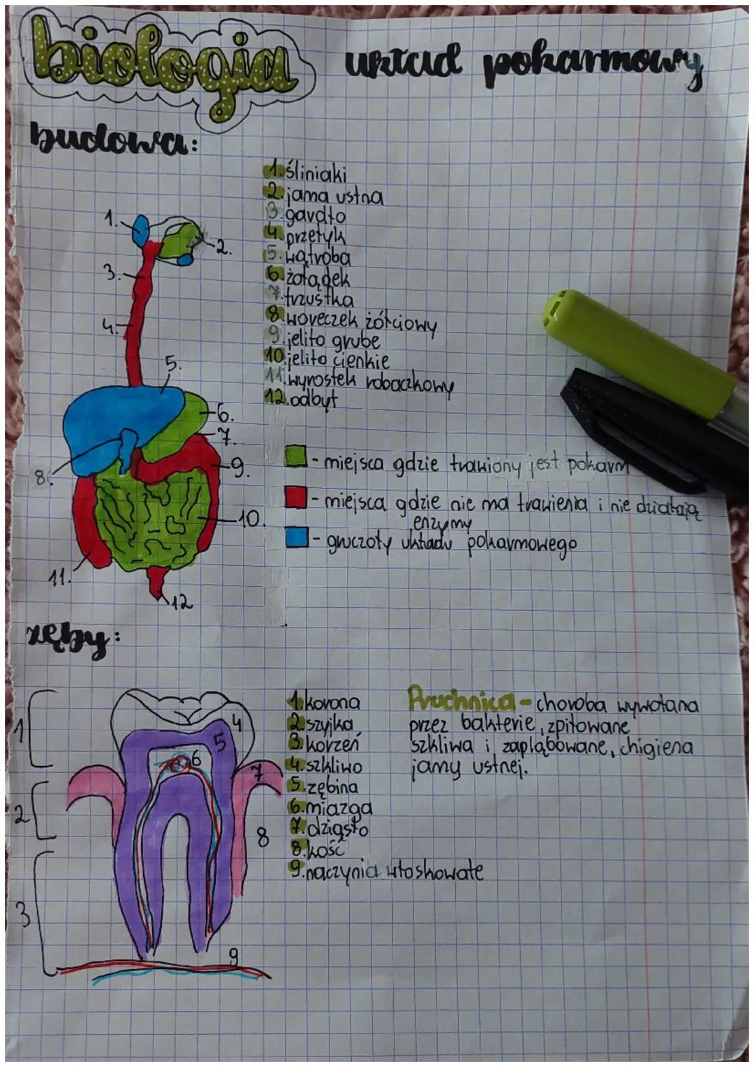biologia untud pokarmowy
budowa:
8
41.
1.
3.-
45
rebzy:
^12
+6.
-7.
-9.
-10.
4
1śliniaki
2.jama ustna
gavato
przetyk
15. watroba
żołądek
trz