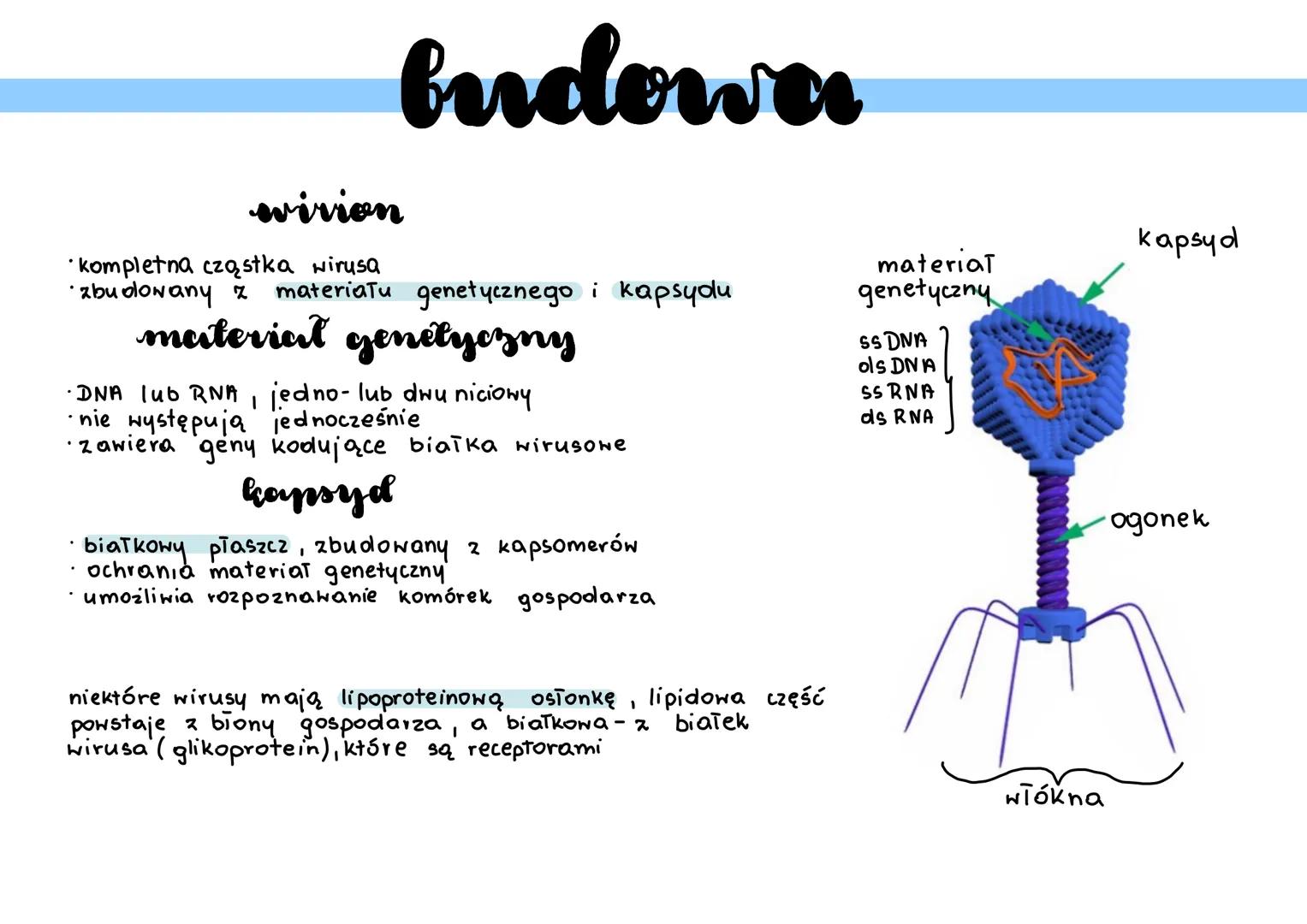 winry
wewnątrzkomórkowe pasożyty
nie są organizmami
nie mają budowy komórkowej
nie przejawiają samodzielnej aktywności metabolicznej
są zdol