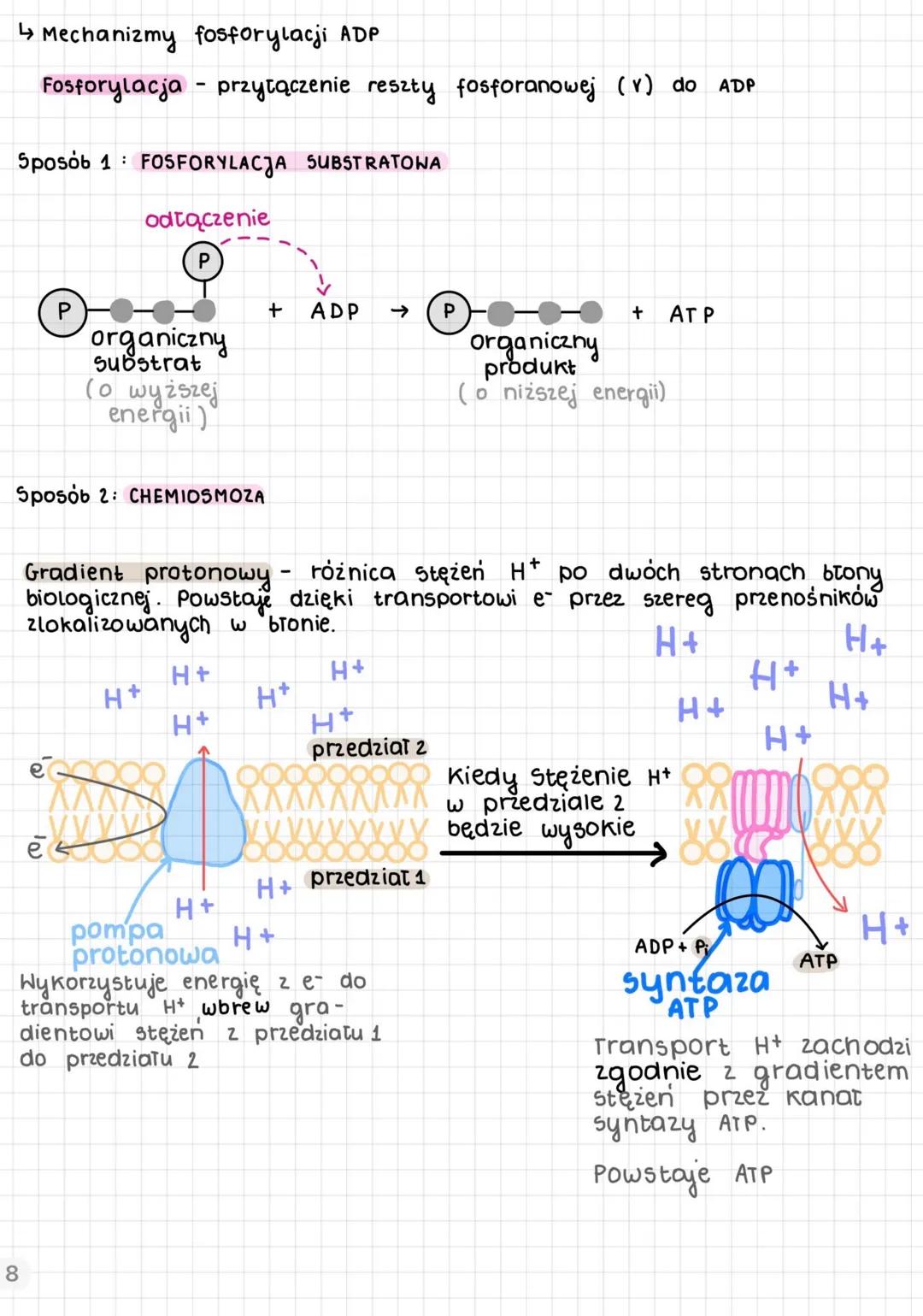 podstawowe zasady metabolizmu, metabolizm
