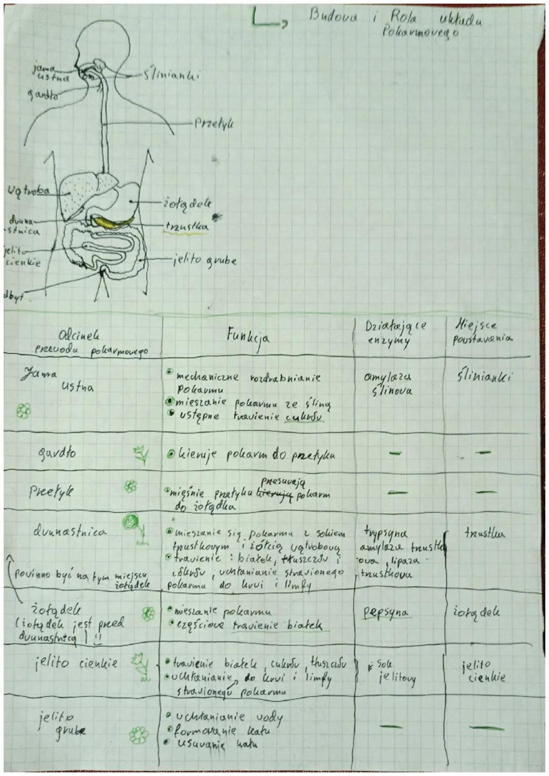 # UKŁAD POKARMOWY
→biatha, węglowodany, thusecre
→Białka - główny budulke uaždego organizem
• Białka są materiałem budulcaym
• zbudowane