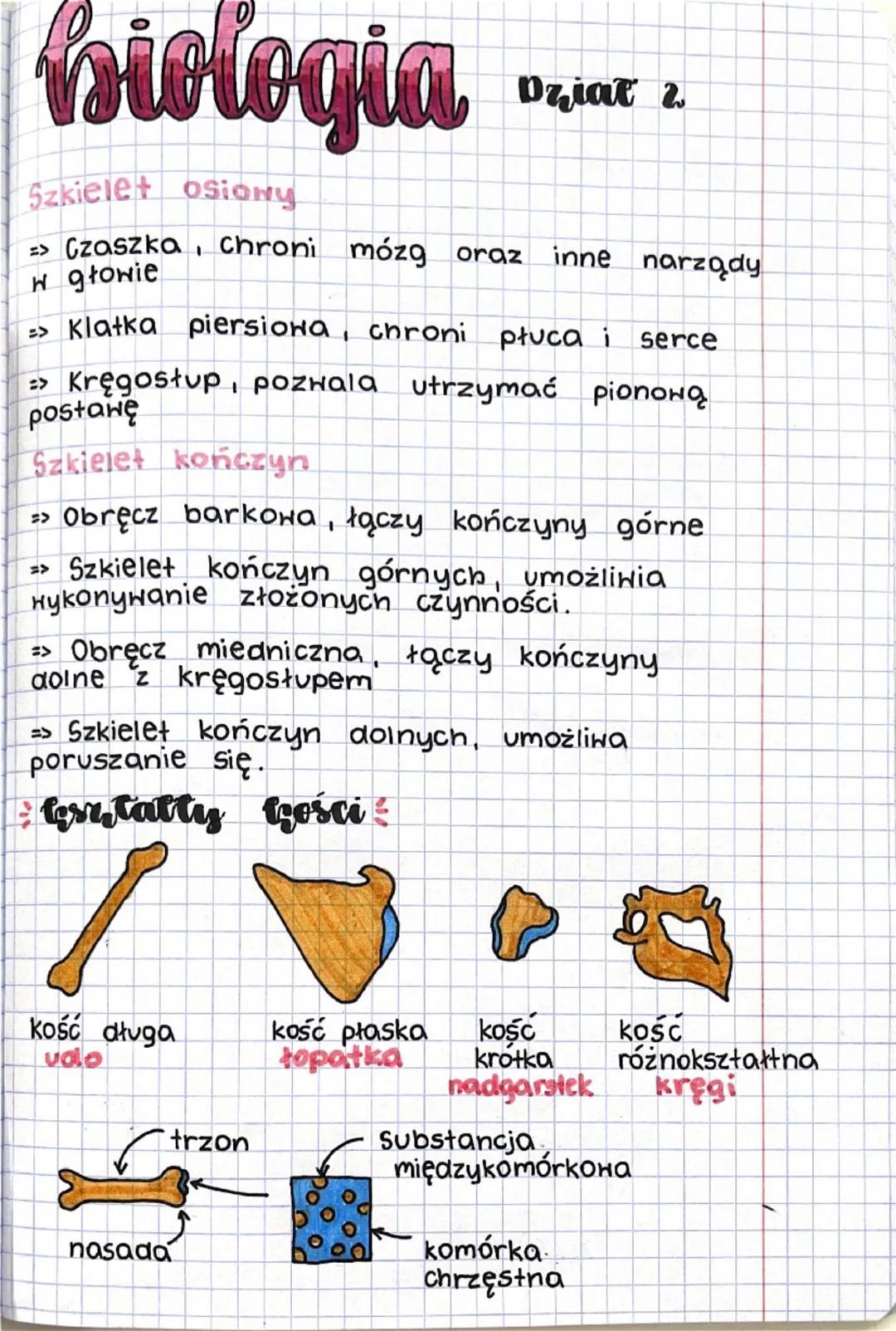 Biologia dział 2 aparat ruchu