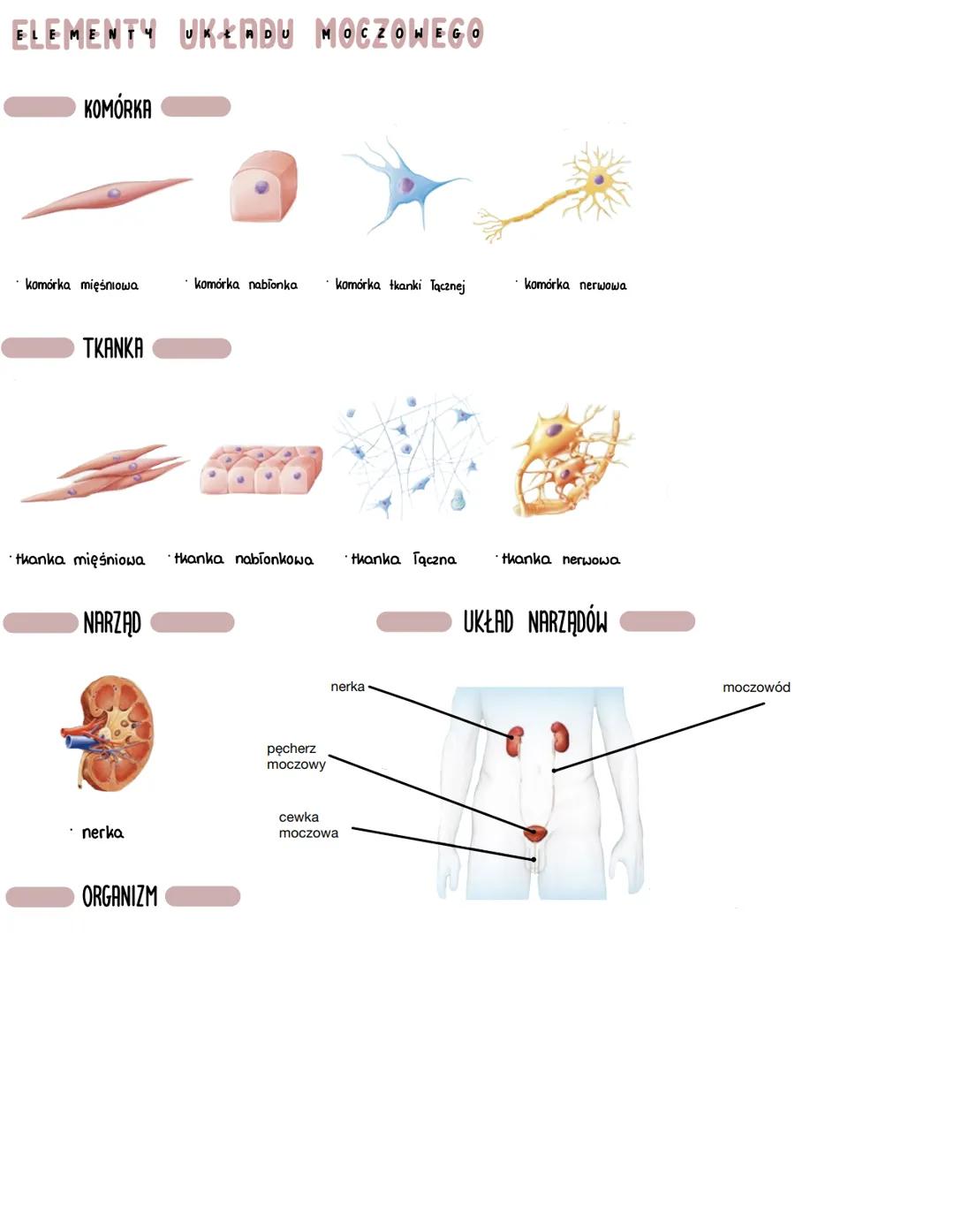 HIERARCHICZNA BUDOWA ORGANIZMU CZŁOWIEKA
Błona komórkowa - oddziela
wnętrze komórki od otoczenia.
Zapewnia transport substancji
do wnętrza i
