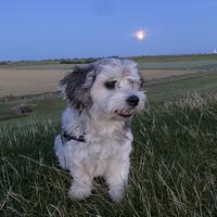 user profile picture