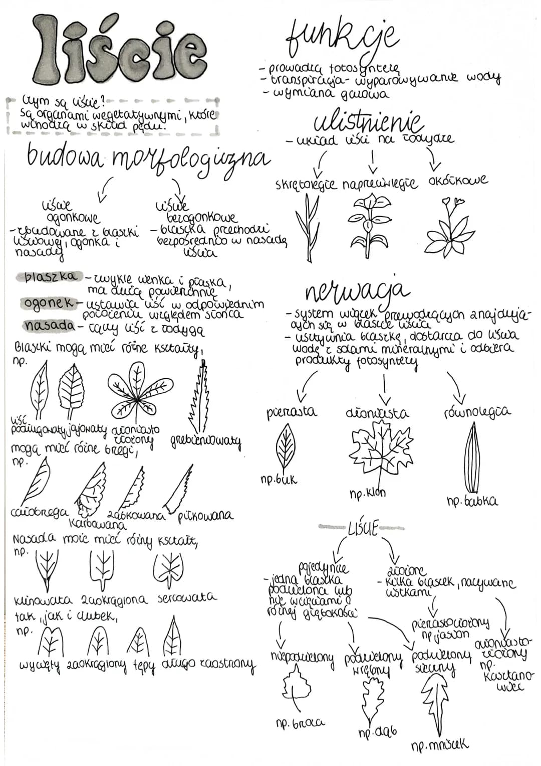 Tkanki I Organy Ro linne Biologia Knowunity tkanki-i-organy-ro-linne-biologia-knowunity