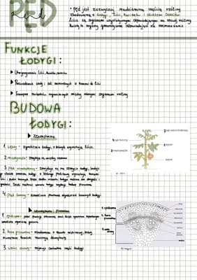 Budowa I Funkcje Korzenia odygi I Li cia Klasa 5 Biologia Knowunity budowa-i-funkcje-korzenia-odygi-i-li-cia-klasa-5-biologia-knowunity